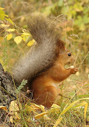 Eichhörnchen Herbstferien